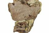 Fossil Dinosaur Bones and Tendons in Sandstone - Wyoming #292556-1